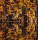 Bald cypress trees reflecting autumn colors in southern swamp, Caddo Lake, Texas. Art Print